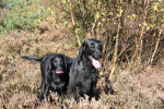 Darcy en Lexy, oktober 2011